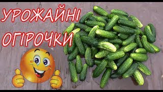 Огурцы.  Природное земледелие (укр)