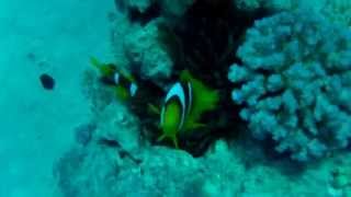 дайвинг на Красном море. нападение рыбы-клоуна