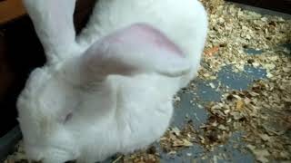 Funny bunnies! Смешные кролики. Милые кролики! Смешные животные!