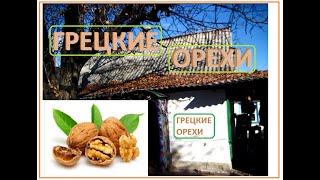 ГРЕЦКИХ ОРЕХОВ урожай на крыше дома моего