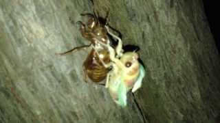 蝉（セミ）の羽化　Emergence of cicada