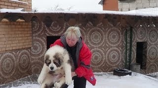 Щенки алабая. www.r-risk.ru +79262205603 Татьяна Ягодкина
