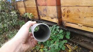 Мыши на пасеке - как бороться, что делать. Метод борьбы с мышами на пасеке Пчеловодство без границ