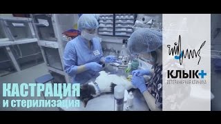 Кастрация и стерилизация