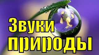 Звуки живой дикой природы леса воды ручья пение птиц кукушки соловья
