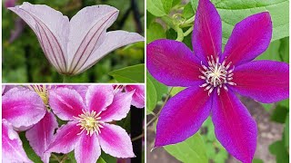 庭园花卉－铁线莲之八 Clematis Huldine，Mrs. N. Thompson，Little Duckling