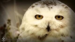 Сова белая (полярная)/Owl white (polar)