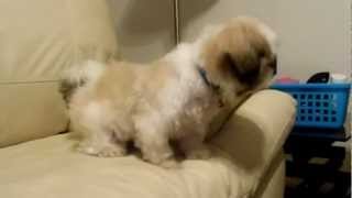 Cute Shih Tzu Puppy Barking