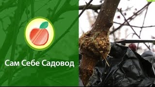 Размножаем саженцы воздушными (китайскими) отводками. Результат