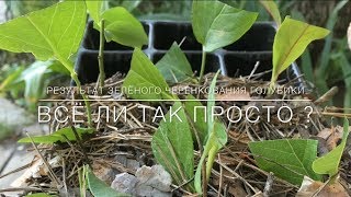 ? Результат Зелёного Черенкования Голубики. Всё Ли Так Просто ?