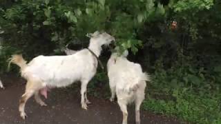 Козы мои козы!!!