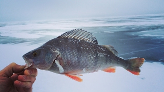 Ловля окуня топором на Чудском озере | Winter fishing #2 | Kalapüük kombainiga Peipsil