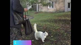 Котики в домиках