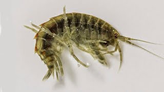 Рачок Бокоплав "Сибирский Лов". Gammarus