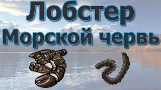 Русская Рыбалка 3.99 (Russian Fishing) Лобстер и Нереис на Северном склоне