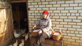 СЕКРЕТЫ УСПЕХА 180 ЯИЦ ОТ КУР В СУТКИ!!! Hisex White Chicken МЕЖДУНАРОДНАЯ ВЫСТАВКА "АГРОФАРМ-2020 "