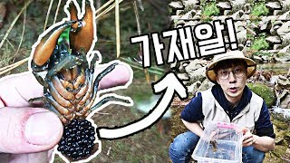 계곡에서 '가재알'을 찾았다! 아기가재도 발견!