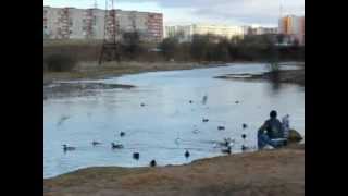 Город. Чайки и утки.