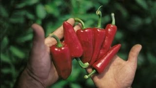 Production Piment d'Espelette AOC - Les Secrets