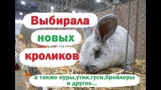 Покупаю кроликов. А также куры утки перепела. Ездила на рынок увидела много разных животных