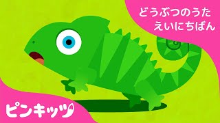 かくれんぼ | どうぶつのうた 英日版 | 子ども向け 英語の歌 | 知育動画 | ピンキッツ童謡