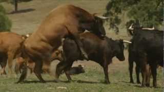 El sexo de los toros / The sex of the bulls