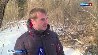 В Йошкар-Оле началась вырубка Сосновой рощи