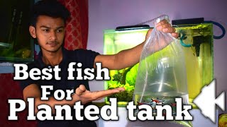 Best fish for planted tank