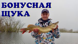 Перспективный водоём Ловля щуки на спиннинг! Колебалки и Минноу