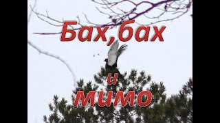 Охота в сильный ветер.