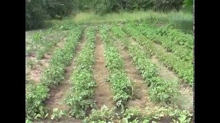 Как мы делаем мульчу ОГОРОДНЫЕ ДЕЛА. How do we make mulch GARDEN BUSINESS