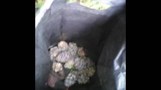 урожай с одной кедры