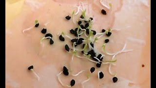 EASIEST WAY to germinate any seeds! Fast and guarantied! Harley Seeds / Organic Freak