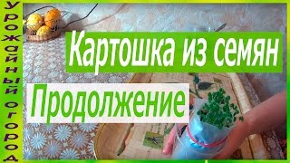 ВТОРОЕ "ОКУЧИВАНИЕ "СЕМЯН КАРТОФЕЛЯ!