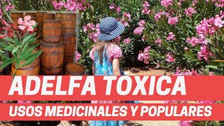 PROPIEDADES MEDICINALES DE LA ADELFA, Veneno y medicina piel, corazón, huerto. Plantas tóxicas