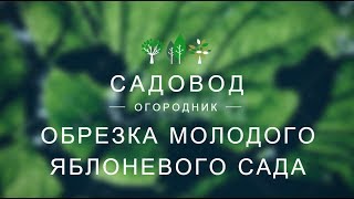 Обрезка молодого яблоневого сада