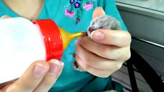 Кормление маленького котенка из соски с рождения