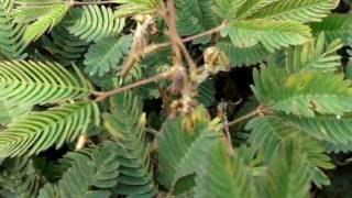 Прикольная Либерийская Трава.  Cool Liberian Grass