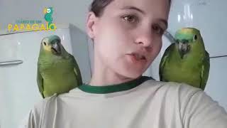 O Papagaio Macho fala mais que a Fêmea - Mito ou Verdade?