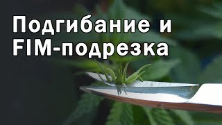 День 76. Цветение конопли. Укоренившиеся клоны. Подгибание и fim-подрезка