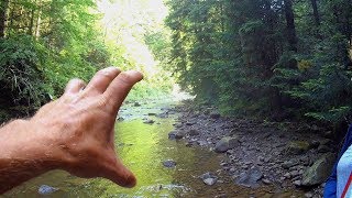 ЗА ГРИБАМИ В КАРПАТСКИЕ ЛЕСА.Красивейшие реки и горы.СБОР ГРИБОВ АВГУСТ 2019