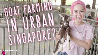 Goat Farming in Urban Singapore? - Xiaxue's Guide To Life: EP207