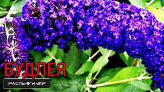 Будлея посадка и уход / кустарники декоративные цветущие / Буддлея из семян