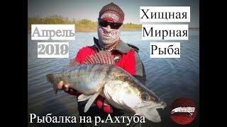 Рыбалка на Ахтубе  Ловля мирной и хищной рыбы