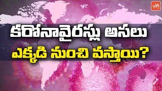 కరోనావైరస్లు అసలు ఎక్కడి నుంచి వస్తాయి? Corona Virus | Treatment | Corona Virus Symptoms | YOYO TV