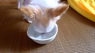 ごはんを食べるチワワ