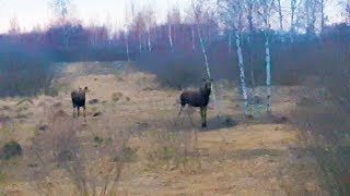 ОПЯТЬ МЫ ВСТРЕТИЛИСЬ? С НИМИ НА ДОРОГЕ...ДЕТСКАЯ НЕОЖИДАННОСТЬ? Лось на дороге?ДИКИЕ ЖИВОТНЫЕ
