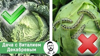 Всегда защищаю капусту этим средством и вредителей нет!!