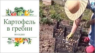 Посадка картофеля в гребни.Природное земледелие.