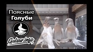 ПОЯСНЫЕ ДВУХЧУБЫЕ ГОЛУБИ  PIGEONS  TAUBE #Gulsarinfo©